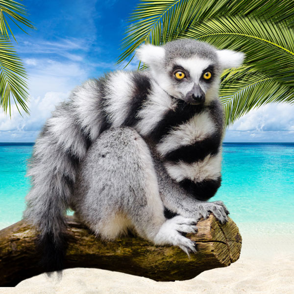 Lemur on the Beach